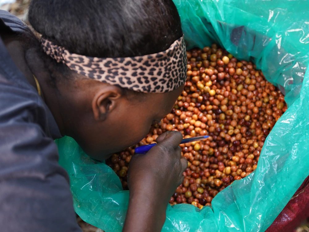A woman inspects coffee cherries at Elto Coffee in Ethiopia.