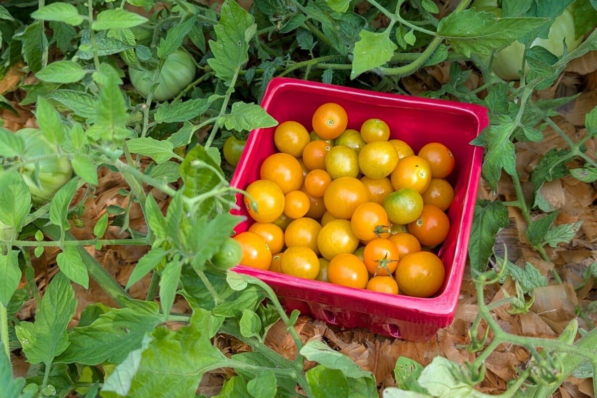 Dish filled with freshly picked cherry tomatoes among tomato plants