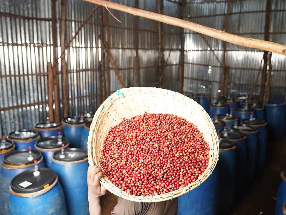 A person holds a basket of coffee cherries in front of processing fermentation barrels.
