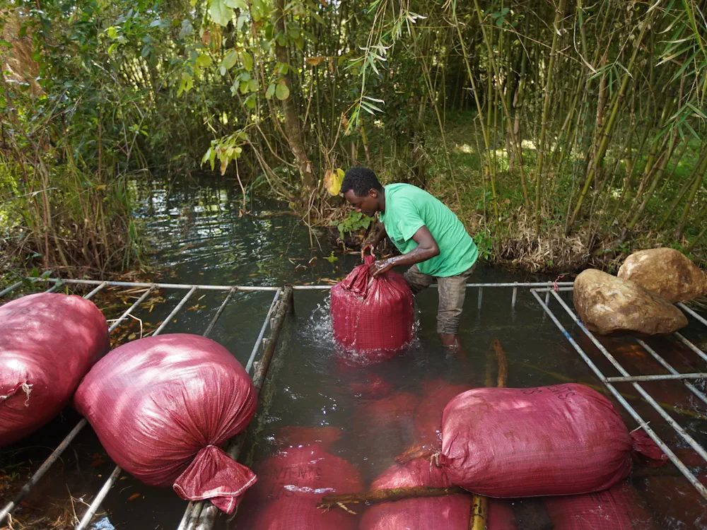 A man at Elto Coffee lifts bags of coffee cherries from a fermentation tank.