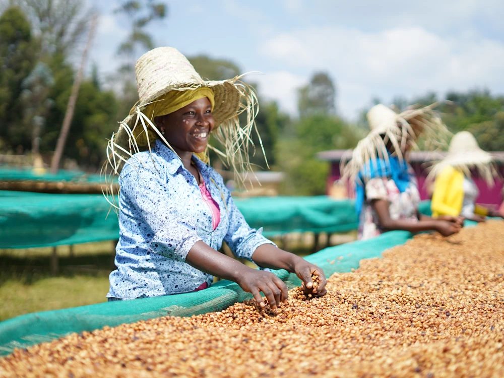 Women dry coffee on raised beds at Elto Coffee in Ethiopia.